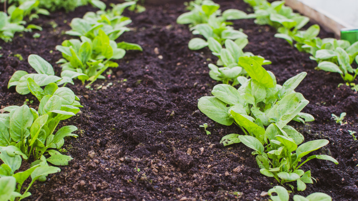 Őszi konyhakert kisokos: ősszel vethető zöldségek vetési ideje