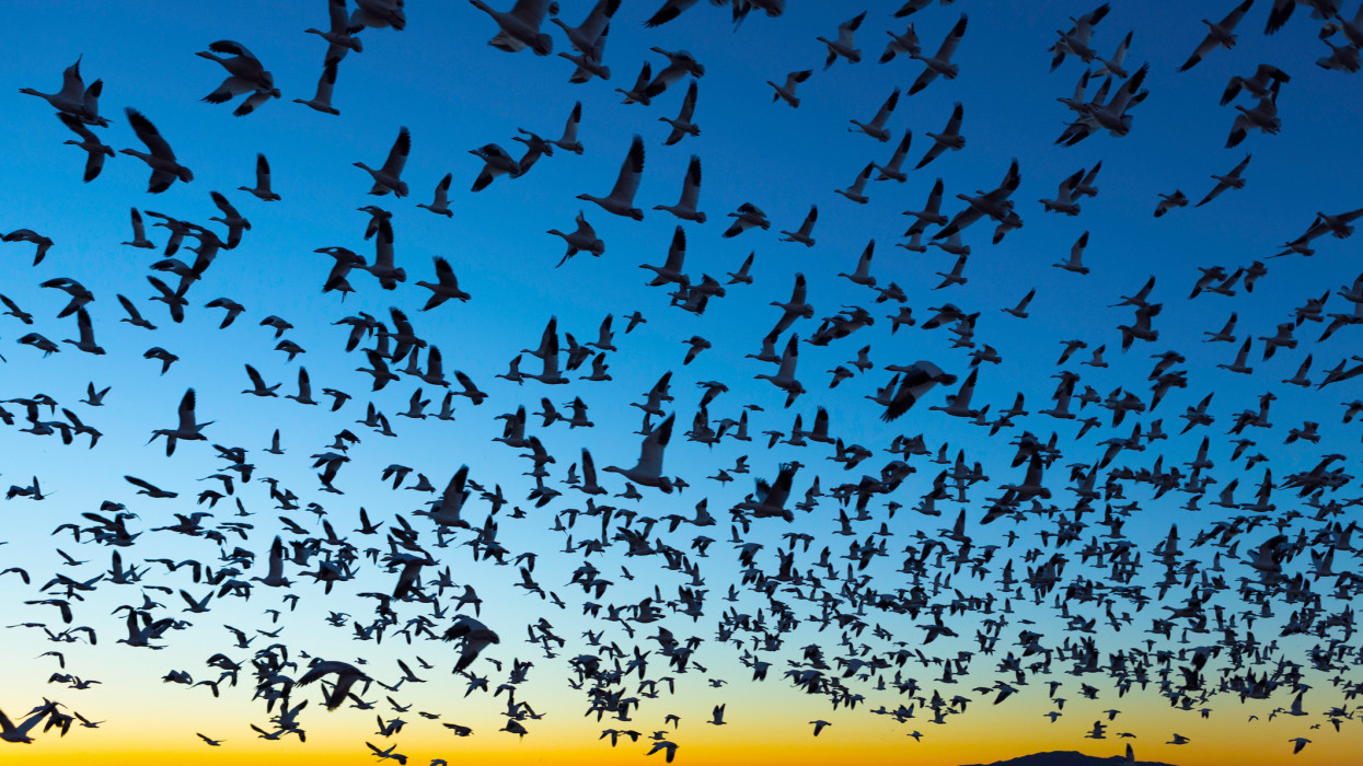 Nézzétek, micsoda pazar buli: kék vércsék ezrei fesztiváloznak épp a Hortobágyon