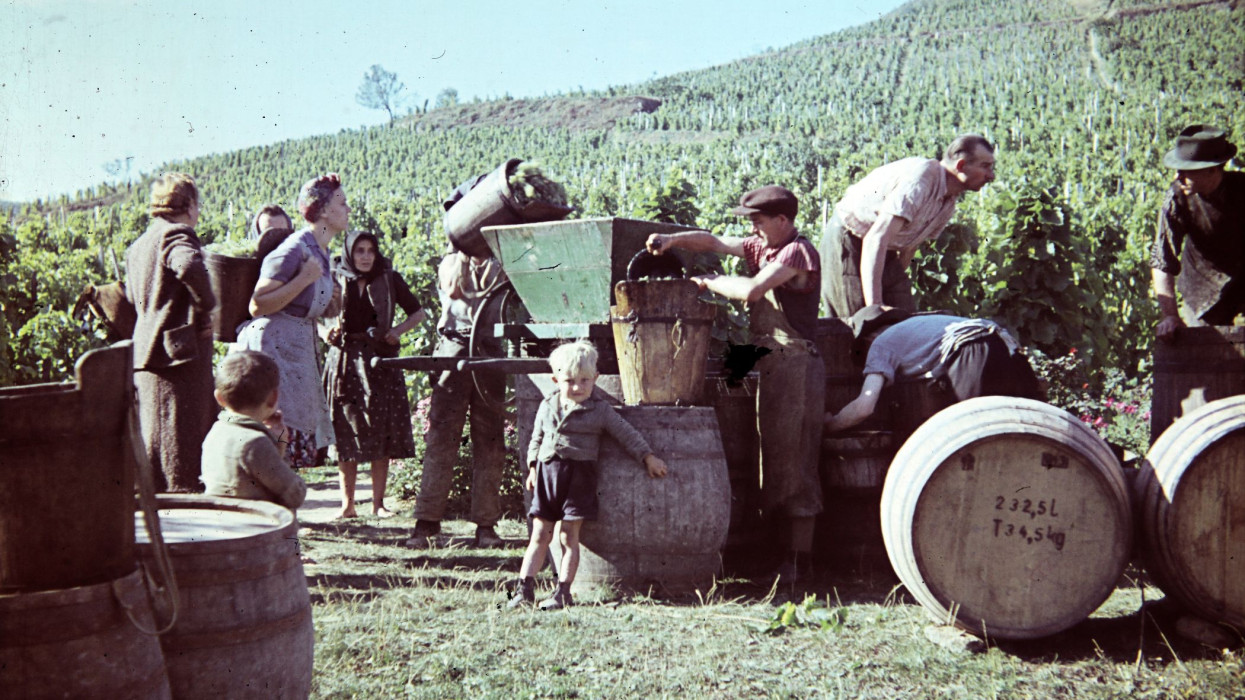 Mesés fotókon a régi idők szüretei: must, móka, mulatság és egy csipetnyi nosztalgia