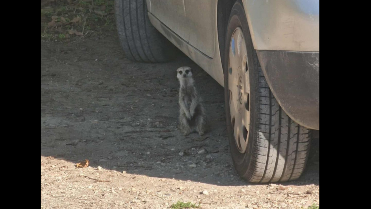 Érd az új szafariállomás: zebrák helyett szurikáták portyáznak a vidéki parkolóban