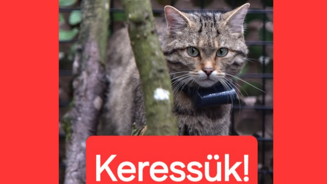Wanted: nyom nélkül eltűnt, égen-földön keresik a budakeszi vadmacskát