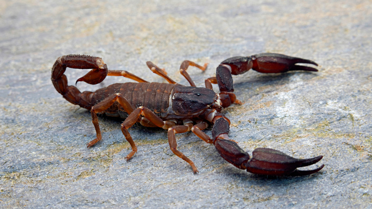 Rémület egy ajkai lakásban: hús-vér skorpió mászkált a konyhapulton - a szakértők sem értik