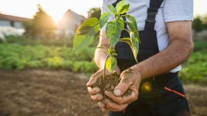 Íme, a hazai sztárkertész zseniális trükkje: nem vicc, így simán áttelelhet a paprika és a padlizsán is
