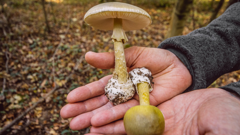 Kiadták a riasztást: tömegével nő a halálos gomba a hazai erdőkben - interaktív térképen az ellenőrök