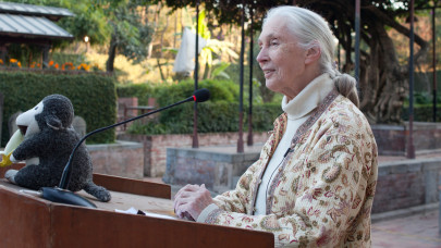 Meghalt Jane Goodall: a legendás antropológus, etológus 91 éves volt