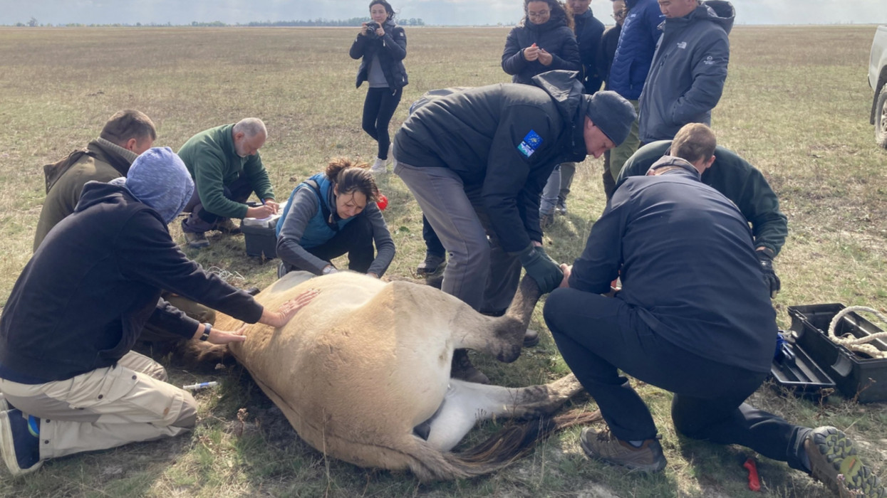 Íme, az Őrség új urai: ezek a különleges vadállatok mostantól szabadon járnak + Fotók