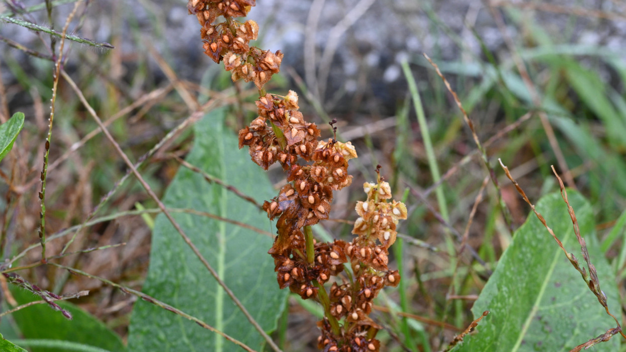 A magyar konyha új sztárja lehet: gazként nő ez a titkos szuperélelmiszer – gyűjtsd be te is ingyen