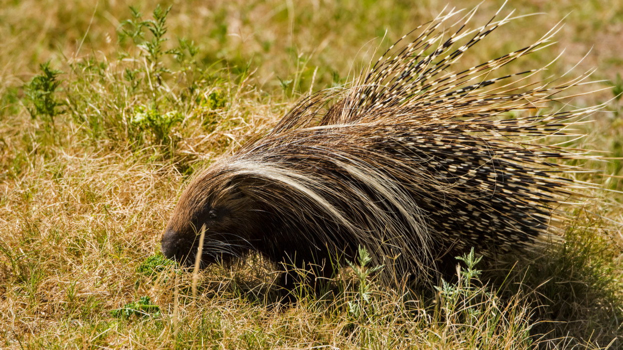 Kutyások, figyelem! Rejtélyes éjszakai betörés a vidéki állatkertben: eltűnt egy egzotikus állat