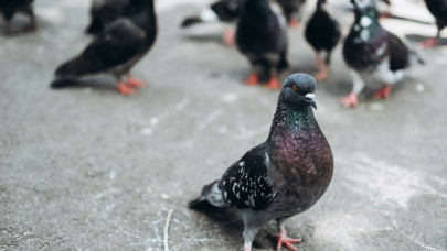 Megőrült az időjárás: hétfőn már több napsütés, kedden újra lehűlés és záporok