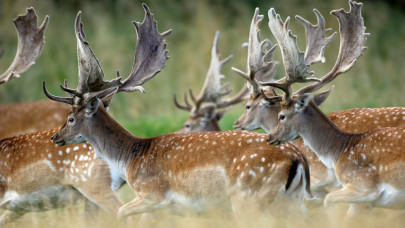 Valami egészen furcsa dolog történik a magyar erdők mélyén: a bőgés után itt a szerelmesek barcogása