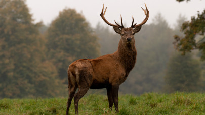 Szigetköz, ahogy még sosem nem láttad: légifelvételen a szarvasok hétvégéje