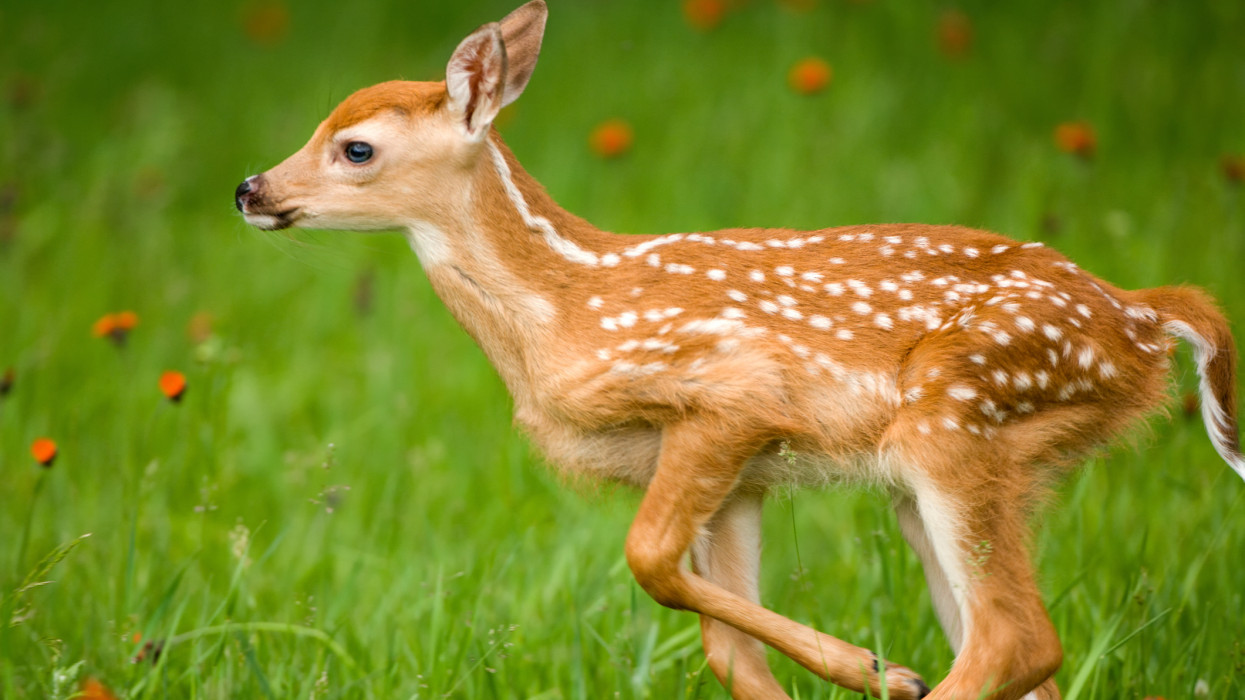 Elbújhatnak a cuki cicák: az év legaranyosabb videóját egy őzgida hozta