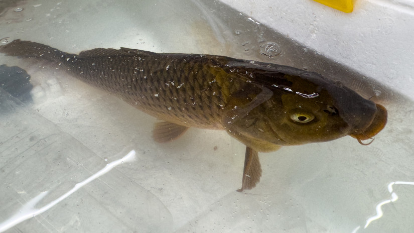 Most közölték: ennyibe fog kerülni a ponty, harcsa kilója a boltokban karácsony előtt, zsebbenyúlós lesz az ünnep 2025-ben