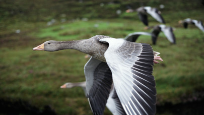 Így startolt el a vadludak rohama a tatai Öreg-tavon: és ez még csak a kezdet + Videó