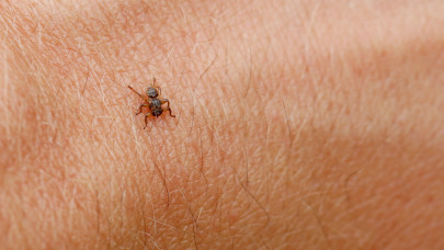 Veszélyes új rovar terjed Magyarországon, a szokásos rovarriasztók sem védenek ellene