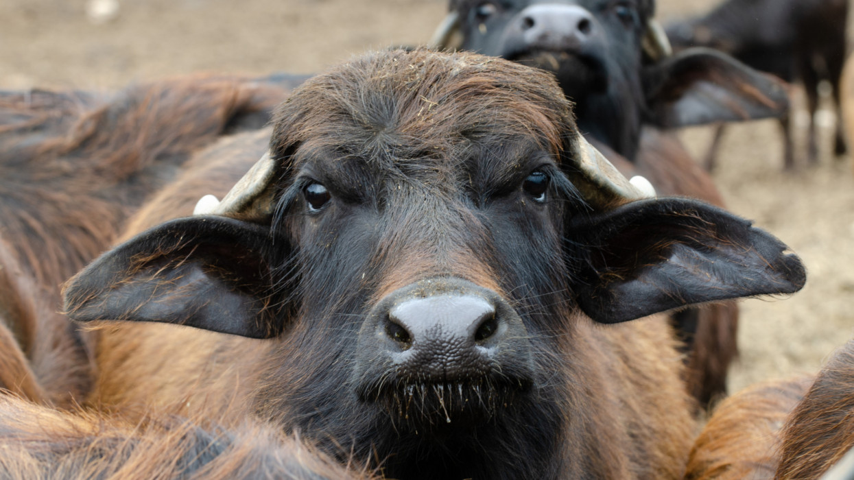 Videón: több száz bivaly dübörgött át a Tisza-hídon, beleremegett az egész szerkezet