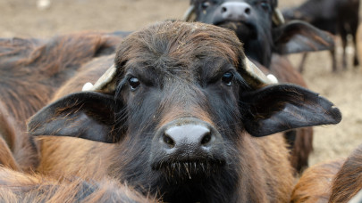 Videón: több száz bivaly dübörgött át a Tisza-hídon, beleremegett az egész szerkezet
