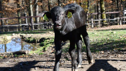 Megérkezett Rozi! Nézzétek, milyen tündéri bivalyborjú született a a vidéki állatkertben