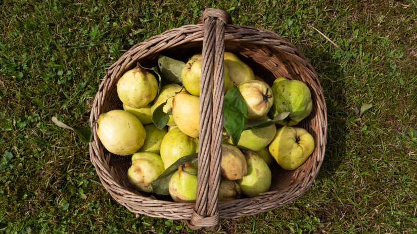 Érik a magyar kertek elfeledett szuperfoodja, de tényleg ehető nyersen a birs? Most lerántjuk a leplet