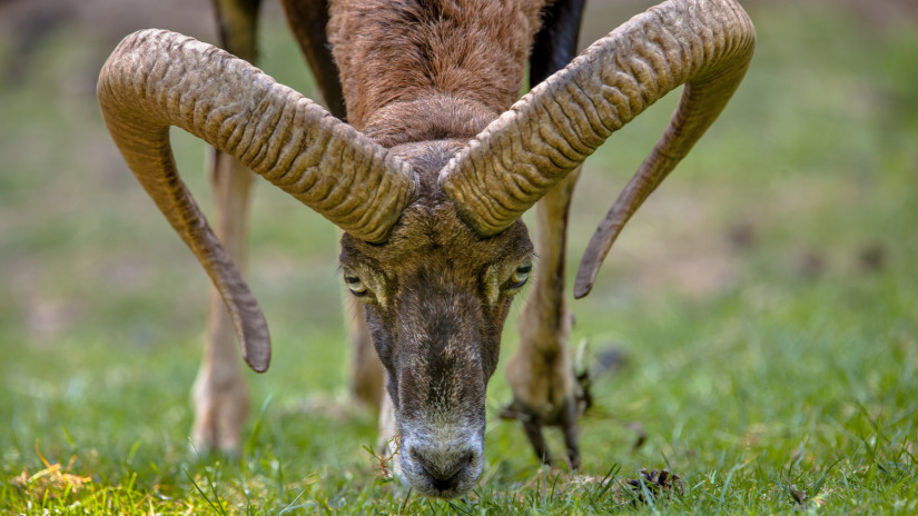 Megrázó videón: két muflon akadt össze a Vértesben - életmentő beavatkozás kellett
