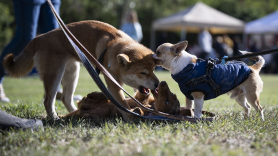 Itt a rendelet, jön a 6 000 és 20 000 forint közötti kutyaadó 2026-tól: rengeteg gazdi nyúlhat a zsebébe