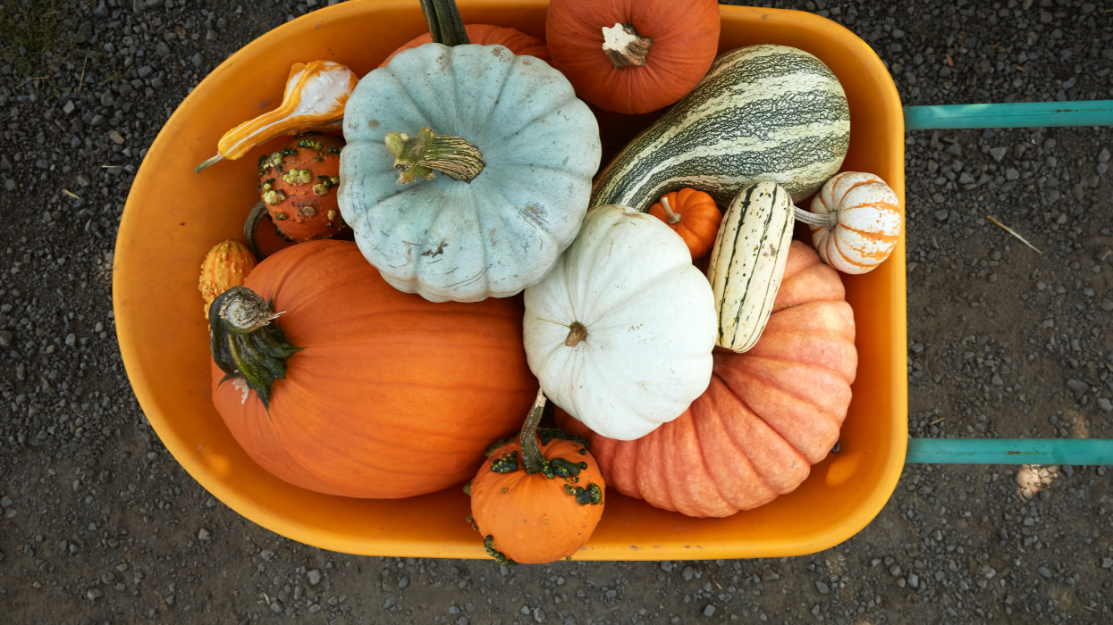 Kanadai, hokkaido, muskotályos sütőtök sütése - Itt vannak az ehető sütőtök fajták képpel