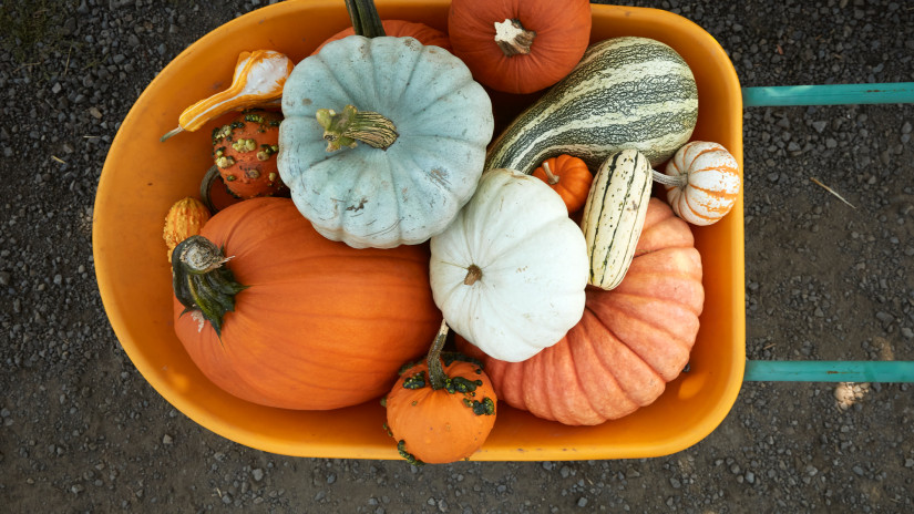 Kanadai, hokkaido, muskotályos sütőtök sütése - Itt vannak az ehető sütőtök fajták képpel