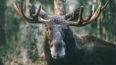 A Skandináv lottó nyerőszámai a 46. héten 2025-ben