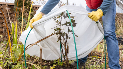 Kritikus hetek jönnek a kiskertekben: a hazai szakértő szerint ezt muszáj most meglépni a fagyok ellen
