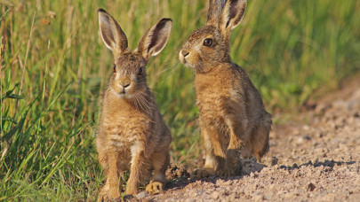 Végveszélybe kerülhet a magyar nyúlállomány: riadót fújtak Békésben, kíméletlenül tarol az új vírus