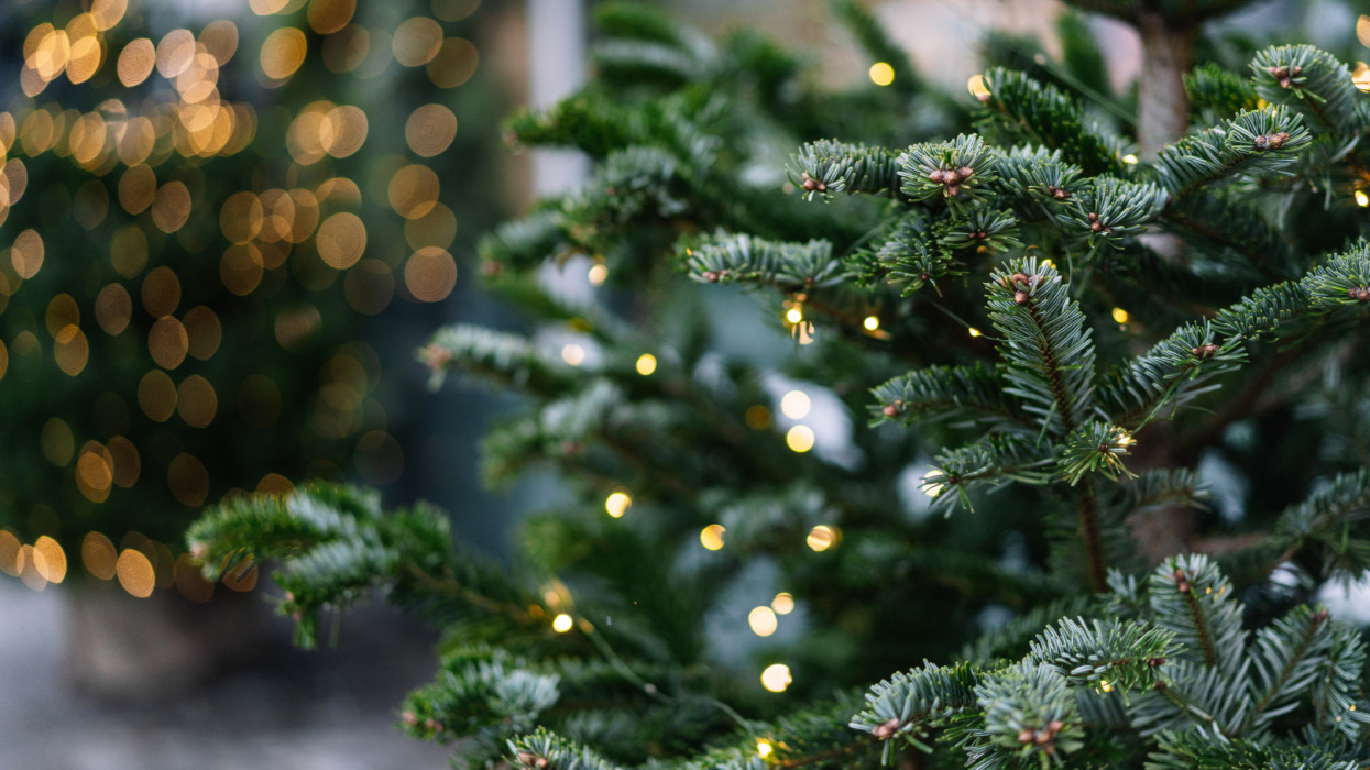Hivatalos, ennyiért árulja a karácsonyfát az IKEA 2025-ben: nemsokára indul az akció, óriási roham várható