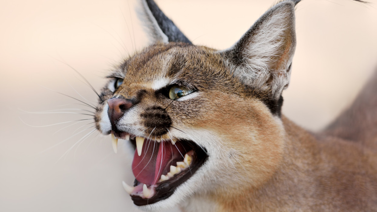 Döbbenet, mennyibe kerül egy példány az internet sztármacskájából: Magyarországon nem is tarthatja bárki