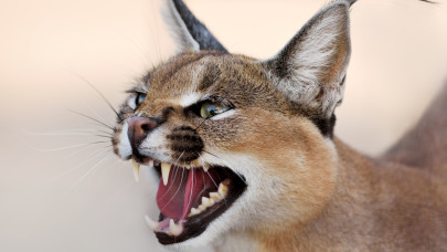 Döbbenet, mennyibe kerül egy példány az internet sztármacskájából: Magyarországon nem is tarthatja bárki