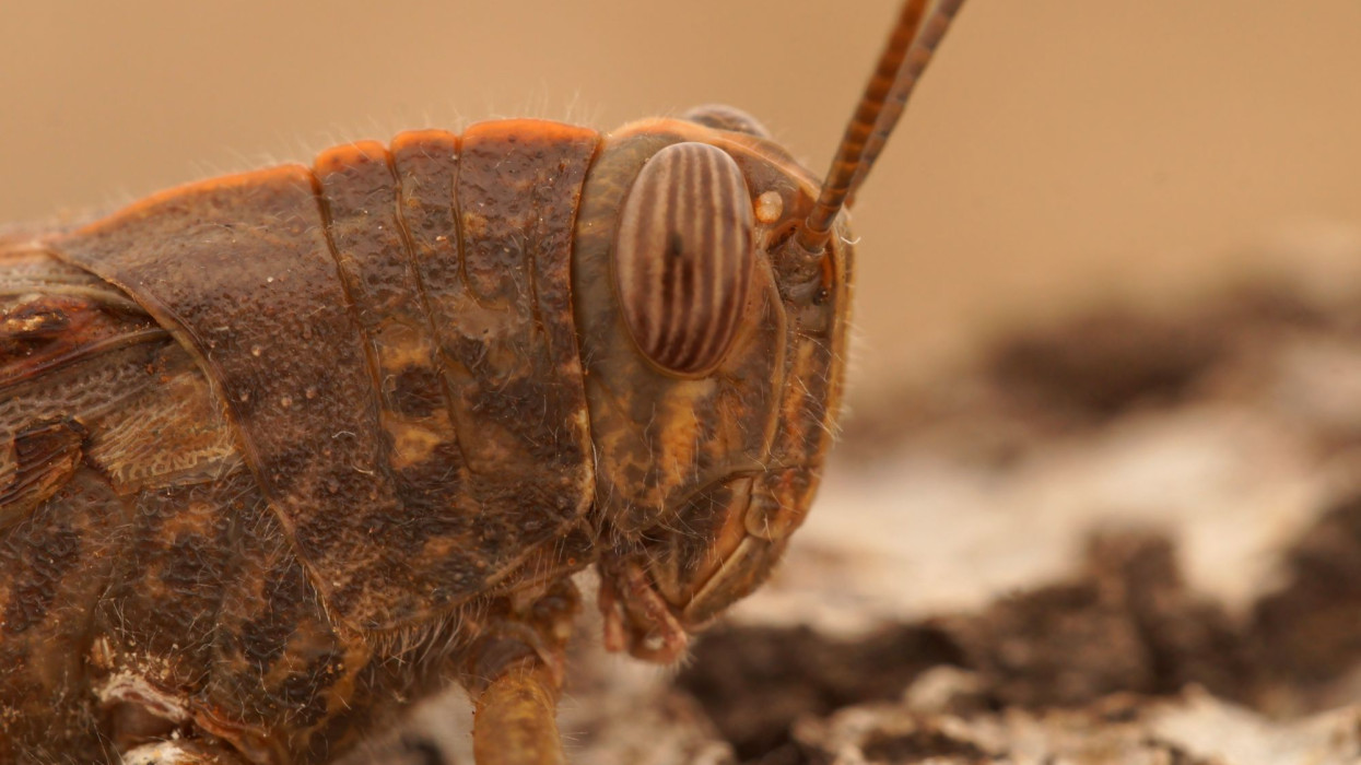 Horrorsáska jelent meg Magyarországon: a világ másik feléről érkezettt, nagy baj, ha elszaporodik +Fotók
