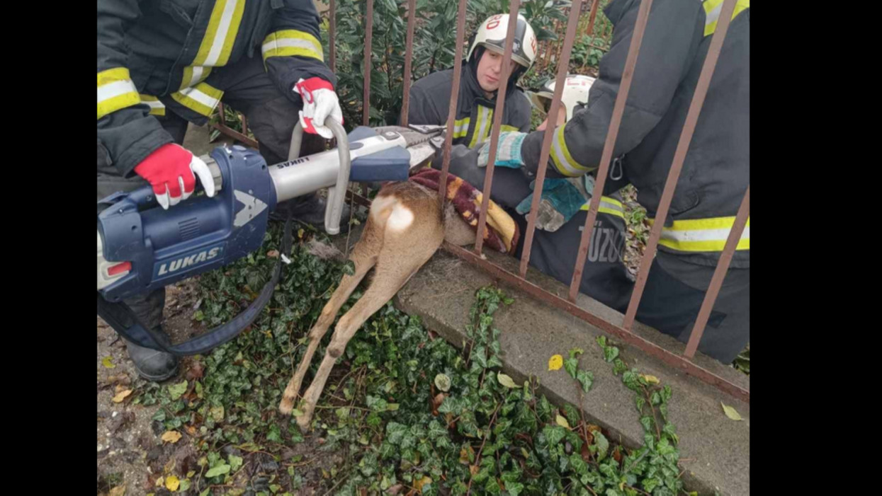 Mesébe illő akció: kerítésbe szorult a szerencsétlen őz - így mentették ki a tűzoltók + Videó