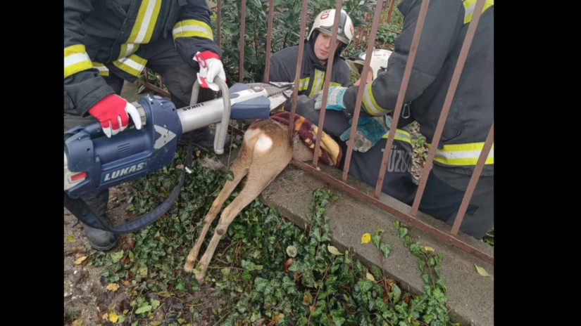 Mesébe illő akció: kerítésbe szorult a szerencsétlen őz - így mentették ki a tűzoltók + Videó