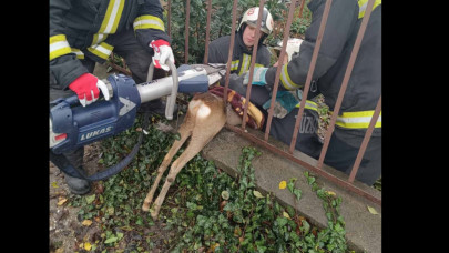 Mesébe illő akció: kerítésbe szorult a szerencsétlen őz - így mentették ki a tűzoltók + Videó