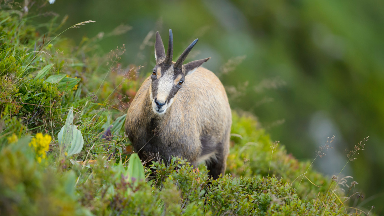 Hihetetlen, mi bukkant fel Kőszeg határában: több mint 40 éve nem láttak ilyet errefelé