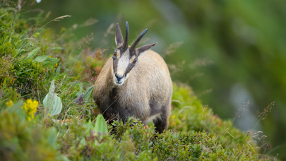 Hihetetlen, mi bukkant fel Kőszeg határában: több mint 40 éve nem láttak ilyet errefelé