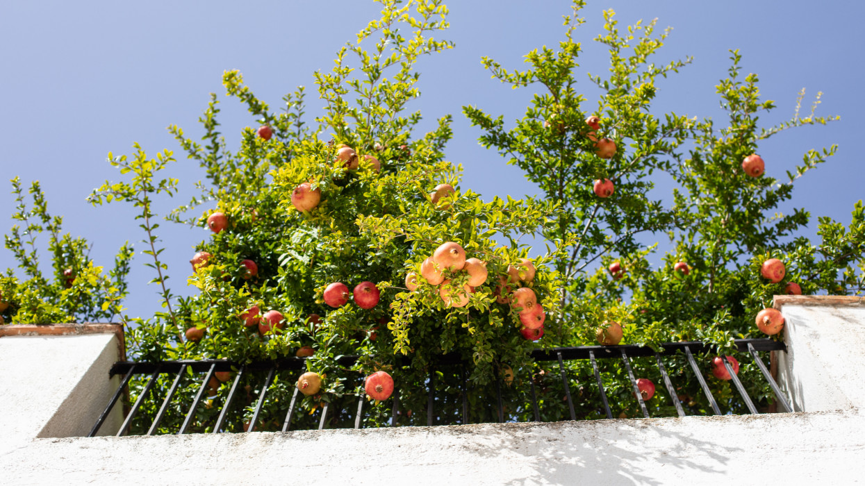 A hazai sztárkertész elárulta: ne írd le a panelt, ezekkel a praktikákkal bárki balkonján teremhet gyümölcs