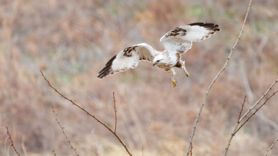Vicces nevű madarak lepték el az Alföld titkos rétjét: ezt lehet tudni az éles karmú ragadozókról + Fotó