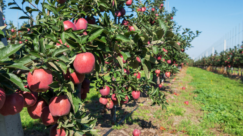Ilyen almákkal etetik tömegével a magyarokat: a boltok is tele vannak vele - hol van már a régi jó hazai?
