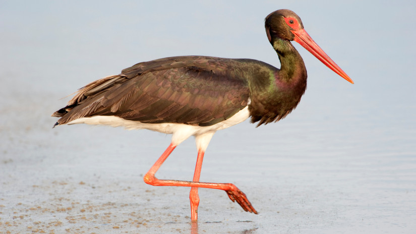 Vészjelzés a Hortobágyról: összeomlott a fekete gólyák költése a rekordalacsony vízállás miatt