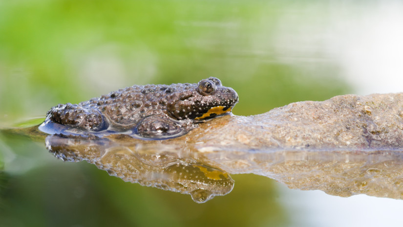 Kvíz: Te tudod, mi volt az év fája, az év madara vagy az év hala 2025-ben? Lássuk, mennyire emlékszel jól!