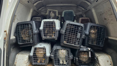 Sokkoló állatkínzás Nógrádban: tucatnyi fajtiszta macskát mentenek, kérdés, mi lesz velük + Fotók