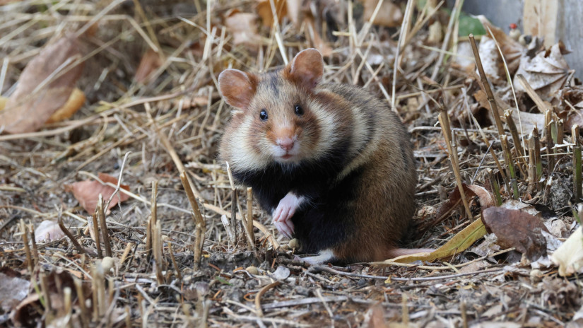 A hazai szakemberek is ledöbbentek: soha nem látott hörcsögboom a Hevesi-síkon