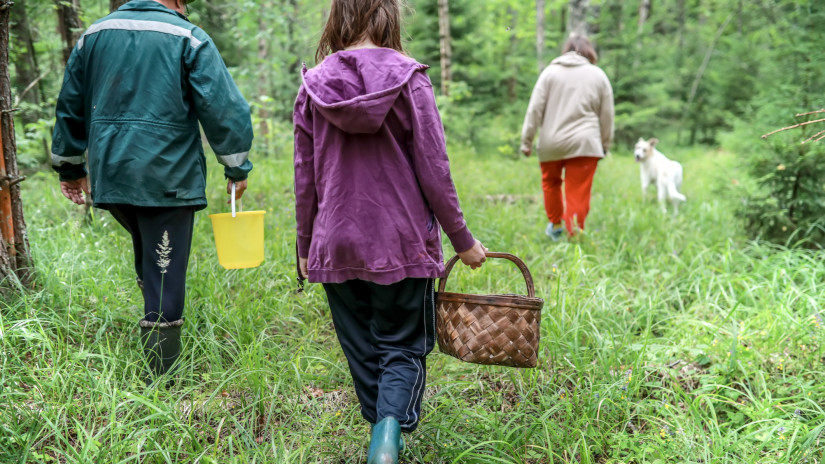 Elstartolt az téli gombaszezon: íme, a hazai erdők ínycsiklandó kincsei - te felismered őket?