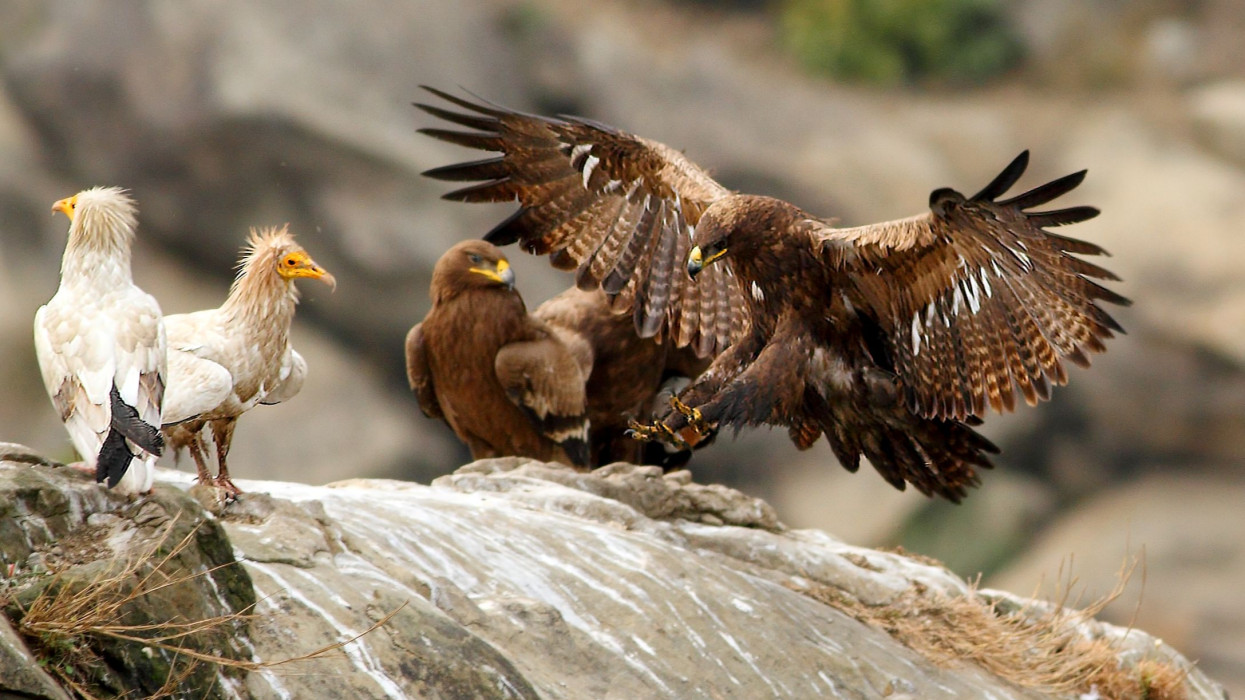 A kutatókat is meglepte a szenzációs hír: ritka ragadozó költött a Duna–Dráva Nemzeti Parkban + Fotók