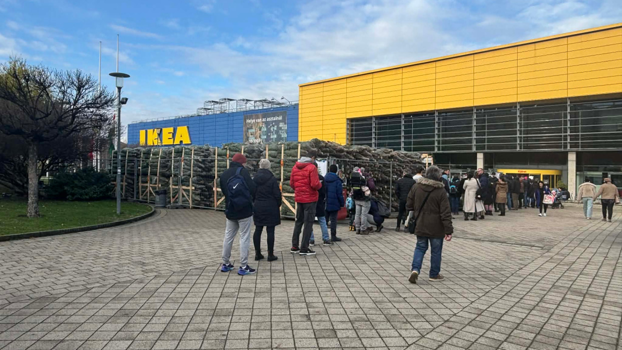 Berobbant az IKEA karácsonyfa akciója, kígyózik a sor az áruházaknál: ennyiért árulják a fenyőfát 2025-ben