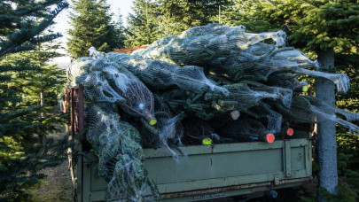 Hihetetlen karácsonyfa-akció indult az Auchannál: ennyibe kerül a nordmann fenyő, ezüstfenyő 2025-ben